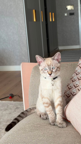 Dobby kalıcı yuvasını arıyor fotoğraf
