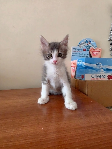 Minik Bobi yuva arıyor fotoğraf