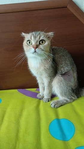 Mia onu sevecek ailesini arıyor fotoğraf