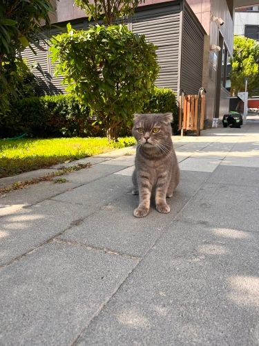 Pati Artık Gerçek Evini Arıyor | Scottish Fold Erkek fotoğraf
