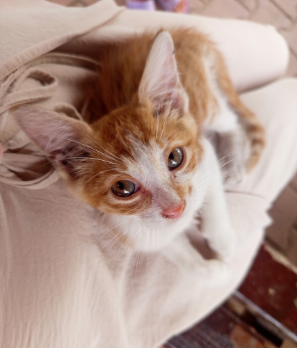 🧡sevgi dolu sarman ömürlük yuvasını arıyor 🧡 fotoğraf