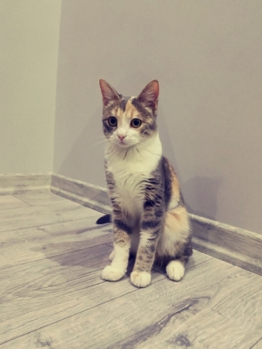 Dişi kedim Bademe erkek kedi arıyoruz kızgınlıkta Bolu merkez Bolu merkez Bolu m fotoğraf