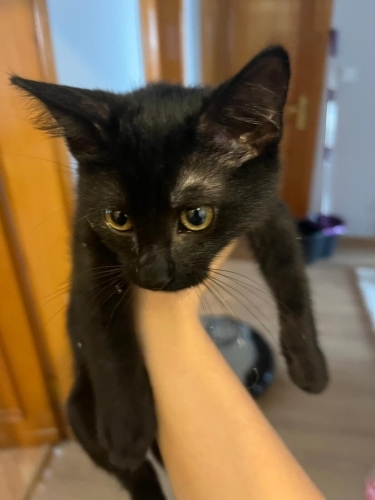 SALEM ÖMÜRLÜK YUVASINI ARIYOR fotoğraf