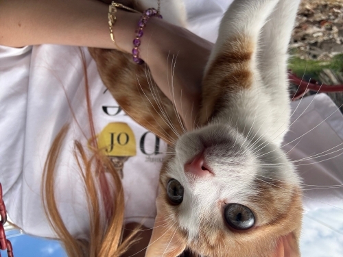 İstanbul Sarman Yavru Kedi fotoğraf