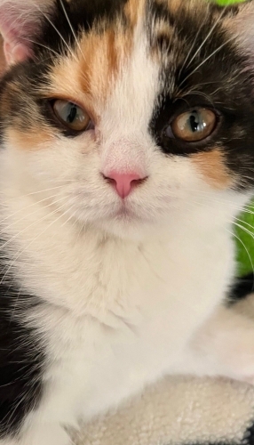Güzel kızımı sahiplendirmek istiyorum fotoğraf
