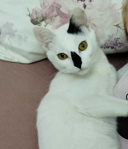 Sıcakkanlı ve uslu sevimli kedimiz için yeni yuva arıyoruz fotoğraf