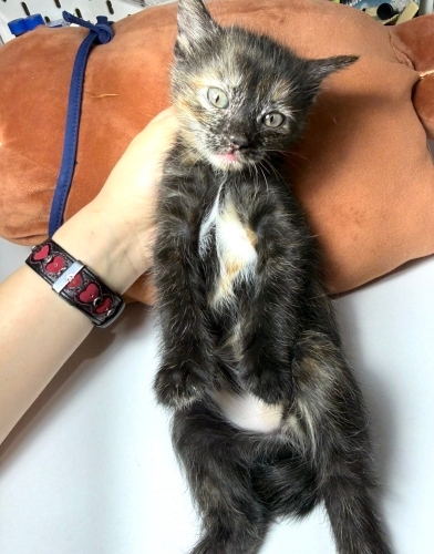 Sevimli Ninja kaplumbağa kardeşler kuğuludan fotoğraf