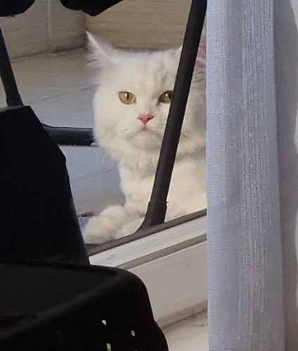 Tıraşlı Kısır Aşıları Tam fotoğraf
