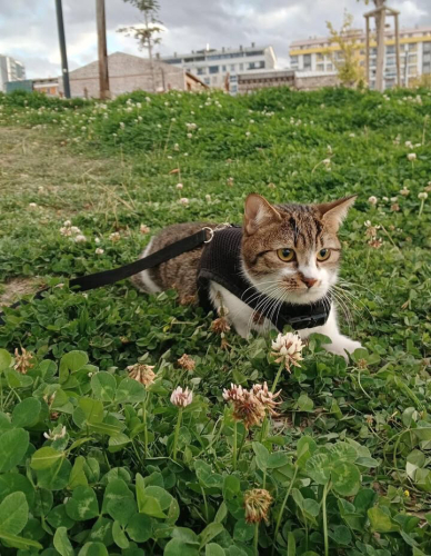 fellah yuvasını arıyor fotoğraf