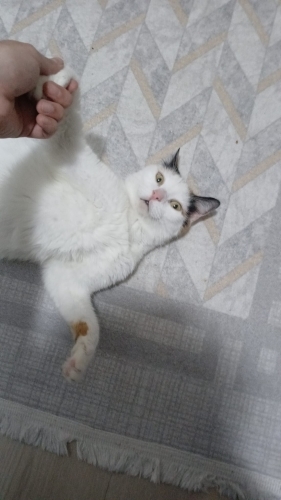 Sabırlı ve Sevgi Dolu Yuvasını Arayan Sadık Bir Dost fotoğraf