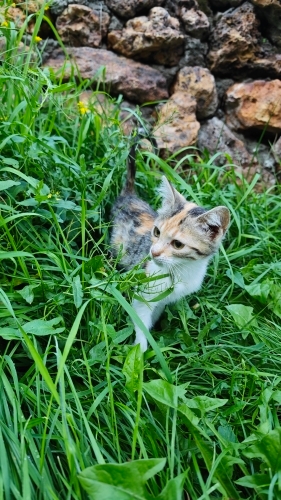 Cins değil ama tam bir prenses :) fotoğraf