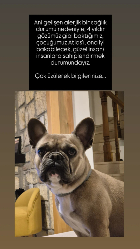 French Bulldog Atlasımız fotoğraf
