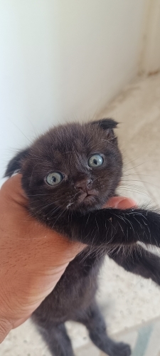 Çok tatlı şeker mi şeker fotoğraf