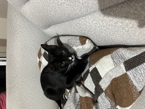 Zeytin çok uslu aşırı sevecen oyuncu güzeel bi kız ilgi bağımlısı🥲 fotoğraf