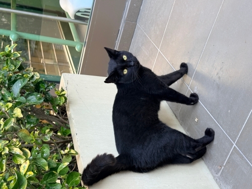 SABIRLI VE SEVGİ DOLU ÖMÜRLÜK YUVA ARANIYOR 🐾 fotoğraf