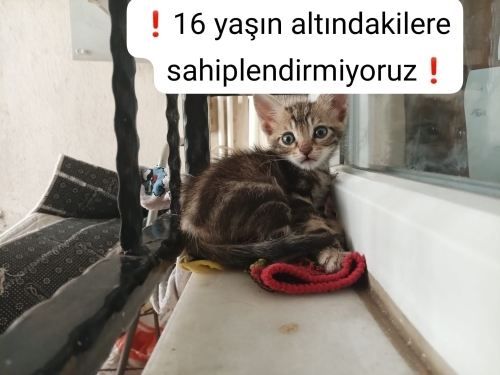 Denizli'de uslu kedi 🐈🐱 fotoğraf