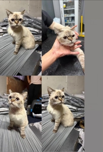 Ömürlük yuvasını arıyor fotoğraf