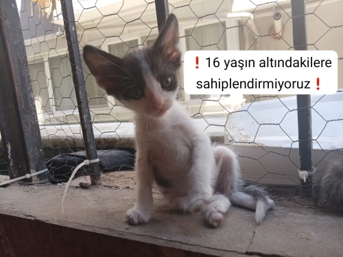 Denizli'de Çok tatlı bir 🐱🐈 fotoğraf
