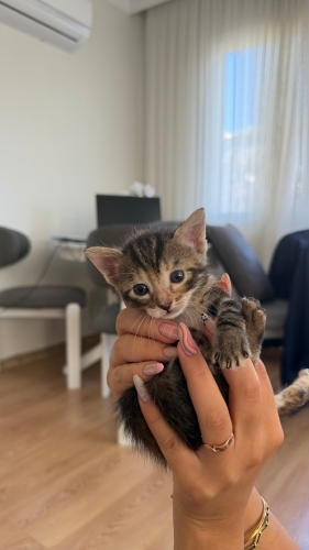 1 aylık yavru oyuncu kedi fotoğraf
