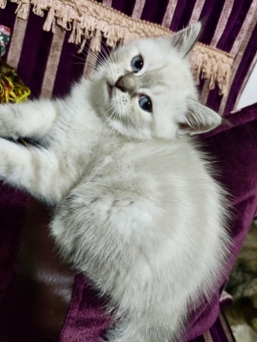 Tüyleriyle bakışlarıyla can alan bal çocuk 😻 fotoğraf