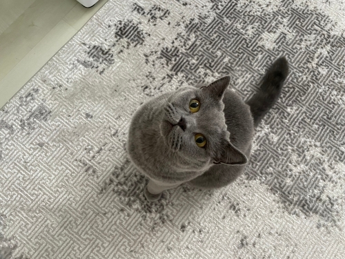 Dişi kısır kedimiz fotoğraf