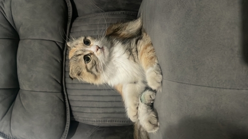 Dişi kısır bi kedi fotoğraf