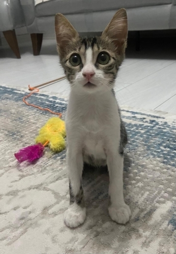 Dobby kocaman gözleriyle oyuncu,uslu, ilgiye aşık fotoğraf