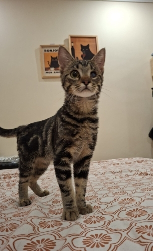 Çok cana yakın ve aşıları tam! fotoğraf
