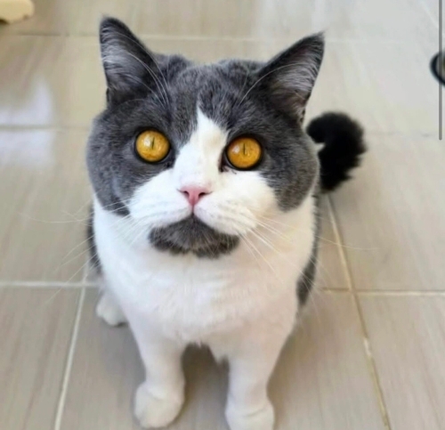 Robin yuva arıyor fotoğraf