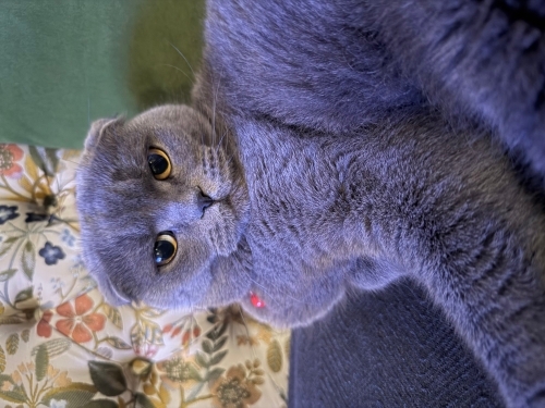 Sağlık durumu çok iyi uysal dişi bir Scottish Fold fotoğraf