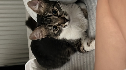 Acil yuva ,,Oyuncu Dişi Kedi . İnsanlara çok çabuk alışır ve yakınlık kurar. fotoğraf