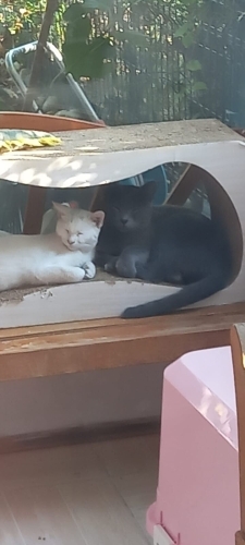 Sokağa dönmesin Cins ya da Melez Mavi Rus fotoğraf