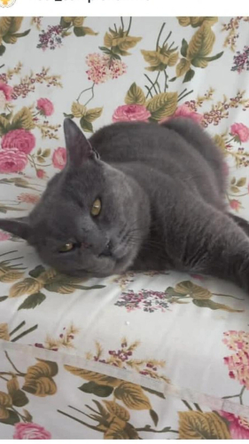 Yaşlı Russian Blue fotoğraf