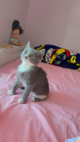 Yavru kırma kedi fotoğraf