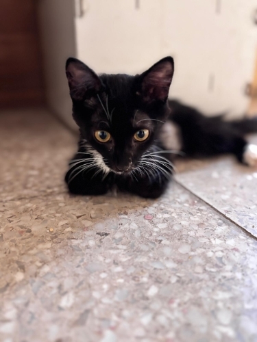 Çok ama çok uyumlu, 2. 3. kedi olabilir fotoğraf