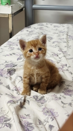 Sarman erkek 1 aylık fotoğraf
