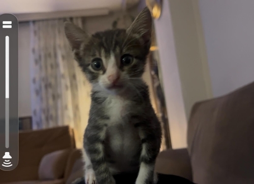 Minik bir can yuva arıyor fotoğraf