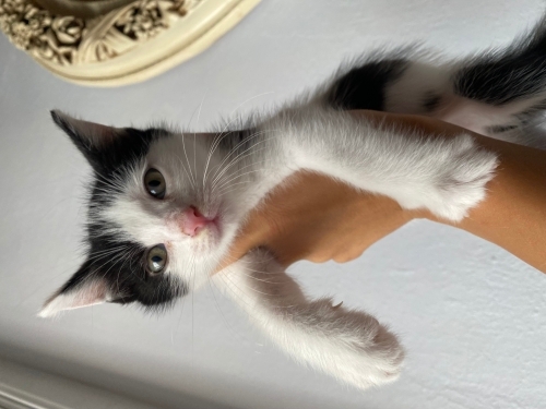 Ömürlük yuva arıyoruz fotoğraf