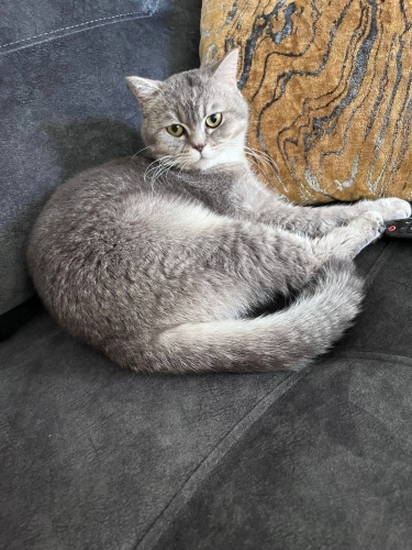 İyi huylu Mochi fotoğraf