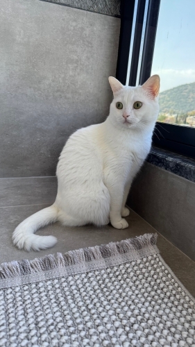Beyaz prensesimize yuva arıyoruz fotoğraf