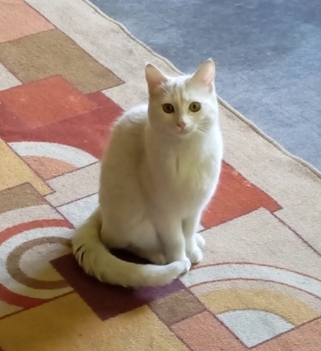 Ücretsiz Sahiplendirme fotoğraf