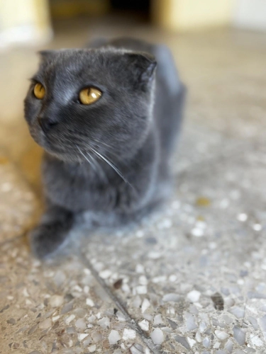 Dişi scottish fold sevgi dolu yuva arıyor fotoğraf