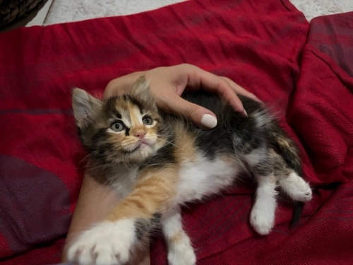 Calico yavru kedi fotoğraf