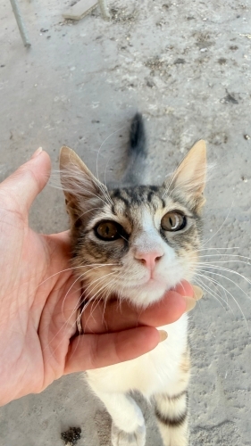 Açık Terastan Düşme Tehlikesi Var! 3 Aylık Miniğe Acil Kalıcı / Geçici Yuva fotoğraf