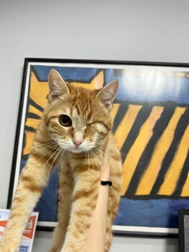 Bebekler kendilerine evini ve kalbini açacak meleğini bekliyor fotoğraf
