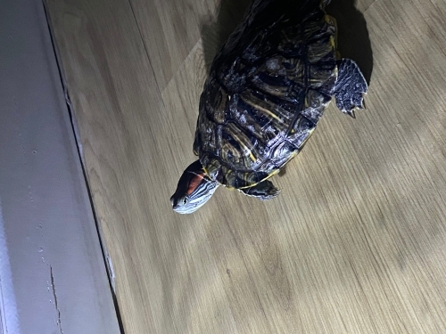 🐢 Tatlı Su Kaplumbağama Geniş ve Güzel Bir Yuva Arıyorum fotoğraf