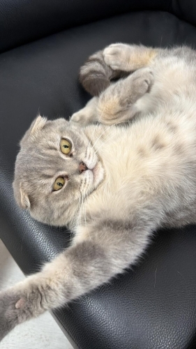 ÖMÜRLÜK YUVASINI ARIYOR SCOTTISH FOLD EV KEDİSİ ! fotoğraf
