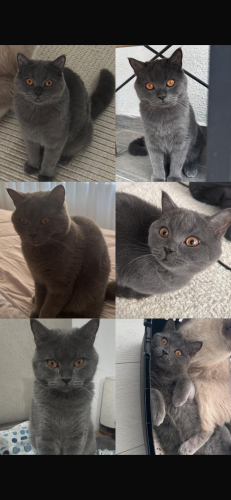 Oyuncu ve sevecen bir kedi yuvasını arıyor fotoğraf