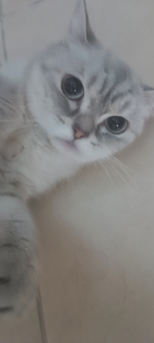 Maviş gözlü güzel huylu kızıma yuva arıyorum fotoğraf