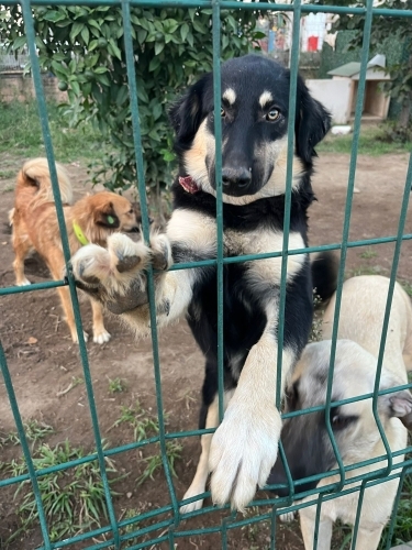 Sevimli kızımıza acil aile fotoğraf
